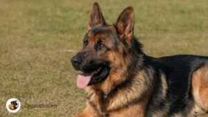 Best dog food for German shepherds with sensitive stomachs