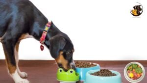 Best food for dogs with skin allergies