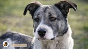 Best food for Australian cattle dog