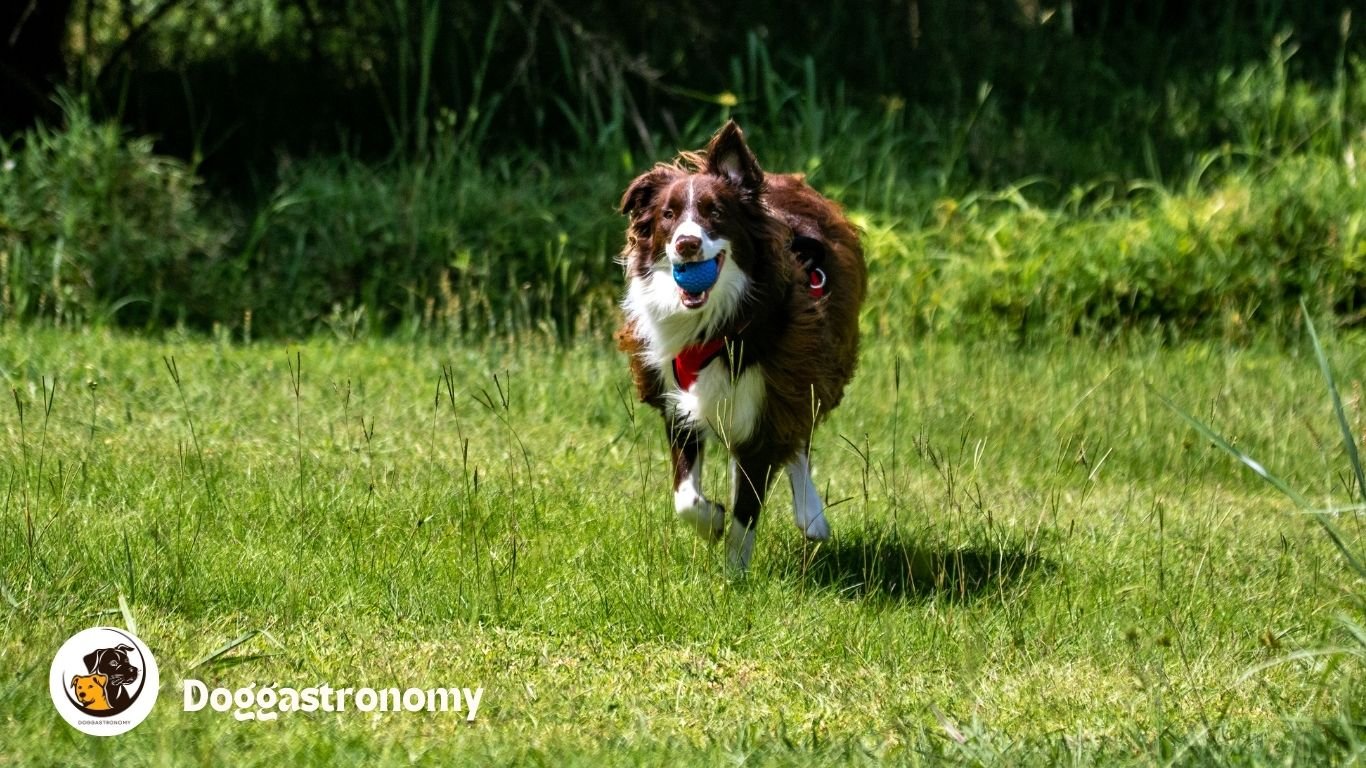 Dog grass allergy