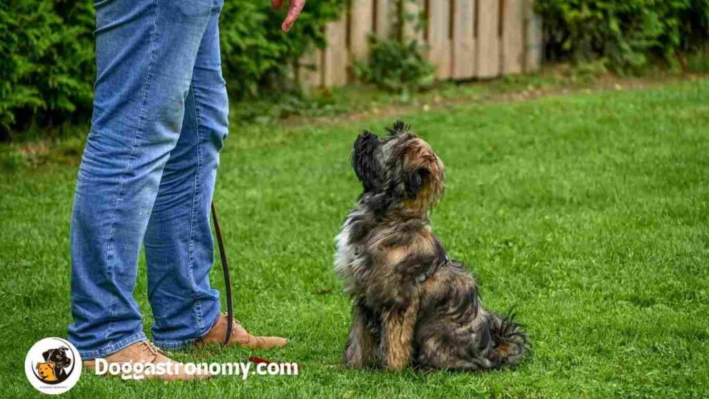 How to potty train a puppy without a carte 