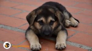 How to stop a German shepherd puppy from biting